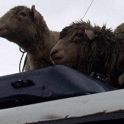Des moutons sur le&nbsp;bus??